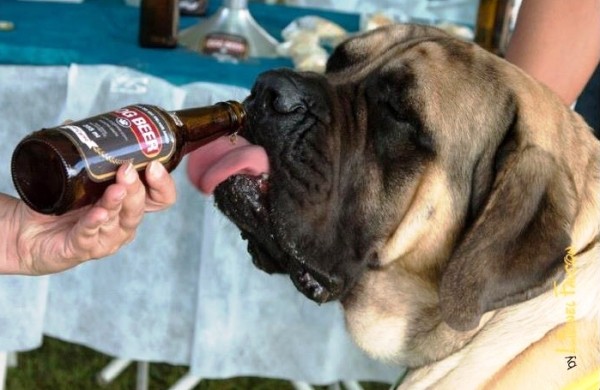 09.06.2014* Dog Beer, primeira cerveja exclusiva para cães da América Latina, é lançada em embalagem O-I