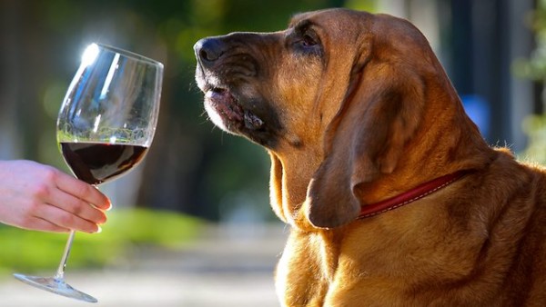 16.12.2016* Primeiro vinho para cães chega ao mercado