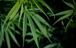 Acesso à Cannabis medicinal será ampliado