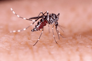 Medicamentos para sintomas da dengue estão em 2º lugar nos mais vendidos de 2022