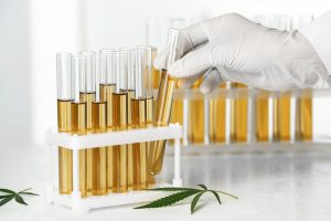 Justiça dá nova aval para cannabis em farmácia de manipulação