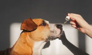 Cannabis para pets pode movimentar até R$ 1,45 bilhão