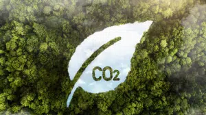 Simple Organic neutraliza carbono do desfile da Patbo durante a NYFW